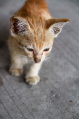 An orange kitten that looks emaciated from living on the streets