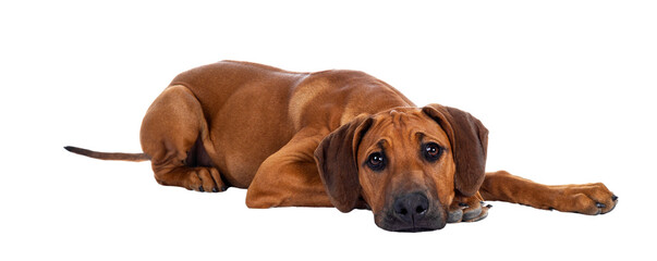 Cute wheaten Rhodesian Ridgeback puppy dog with dark muzzle, laying down side ways facing front. Looking at camera with sweet brown eyes and sad face. Isolated cutout on transparent background. - obrazy, fototapety, plakaty