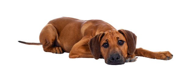 Cute wheaten Rhodesian Ridgeback puppy dog with dark muzzle, laying down side ways facing front. Looking at camera with sweet brown eyes and sad face. Isolated cutout on transparent background.