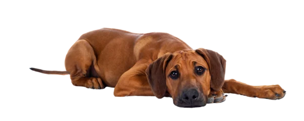 Poster Cute wheaten Rhodesian Ridgeback puppy dog with dark muzzle, laying down side ways facing front. Looking at camera with sweet brown eyes and sad face. Isolated cutout on transparent background. © Nynke