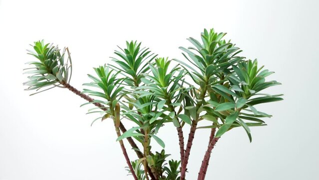 Euphorbia myrsinites, myrtle spurge plant on white background