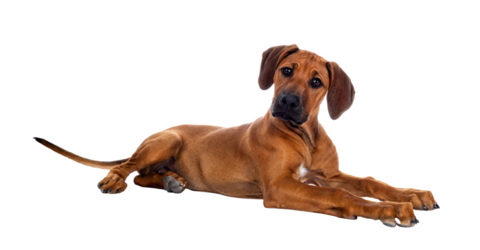 Cute wheaten Rhodesian Ridgeback puppy dog with dark muzzle, laying down side ways facing front. Head up and looking at camera with sweet brown eyes. Isolated cutout on transparent background.