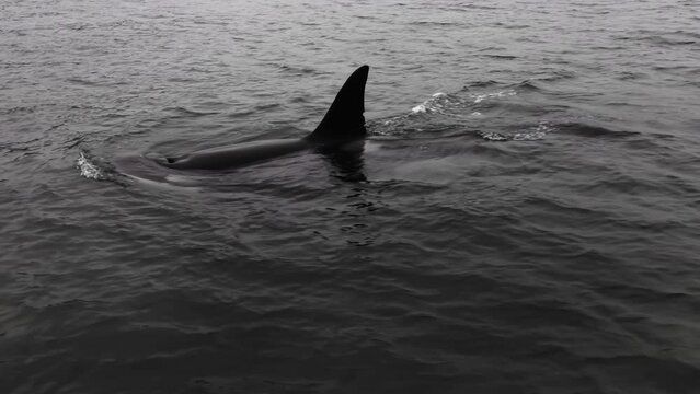 Killer whale in the ocean. Orca swimming in the sea, Black and white color tone.