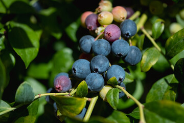Ripe blueberries are ready for collection, close-up. Fresh organic blueberries on the Bush. Bright colours