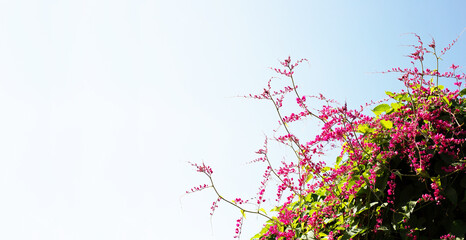 Obraz na płótnie Canvas Mexican creeper, Chain of love, Coral vine. Pink flower