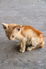 An orange kitten that looks emaciated from living on the streets