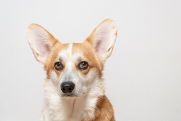 Portrait of adorable Welsh corgi Pembroke lying on a comfortable sofa