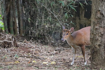 Cute Barking deer behind the tree at a zoo