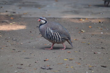 Cute Chukar in the Mirpur Zoo from Bangladesh