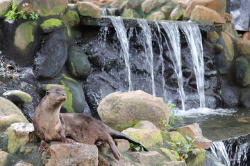 Cute Otter in a Indian zoo
