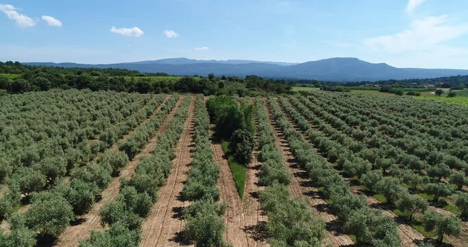 Vue a&eacute;rienne - Champs Oliviers - Provence - France
