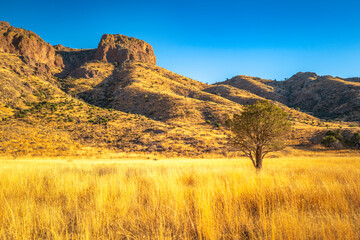 Organ Mountains-Desert Peaks National Monument foggy morning over the golden-colored meadow with trees, arid plants, and hills in Las Cruces, Doña Ana County, New Mexico, Southwestern USA, Dripping Sp