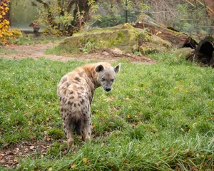 Keuken spatwand met foto hyena in the grass. the hyena is looking at you © lUYBIYFOTO
