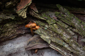 mushrooms on tree