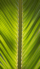 Details of a cycas plant leave