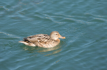 A female mallard duck (Anas platyrhynchos) feeding on river