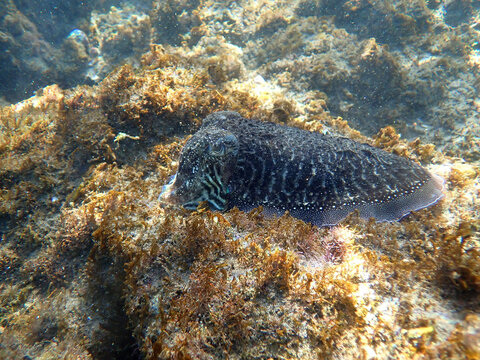 Cuttlefishes Bilder – Durchsuchen 52,134 Archivfotos, Vektorgrafiken ...