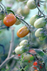 pomidorki koktajlowe w ogrodzie, tomatoes in the garden, w szklarni, in the greenhouse