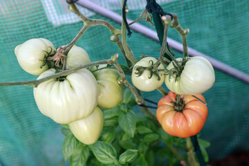 pomidory w ogrodzie, tomatoes in the garden, w szklarni, in the greenhouse