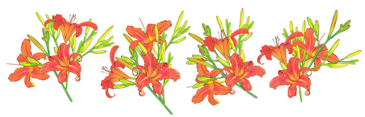 Vector flowers. Lily. On a white background isolated