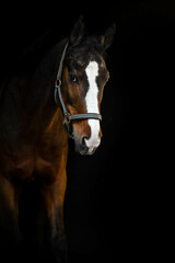 Obraz premium black background equine portrait of bay horse