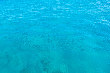 Fototapeta na wymiar Flock of fish in clear blue water. Sea background.
