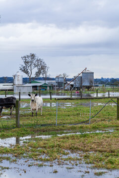 Cattle on wet muddy farm in rising floodwater during natural disaster flood event