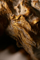 golden shell