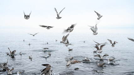 Seagulls in flight, blurred movements.