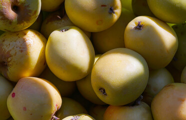 Lots of green apples