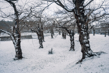 A lonely bench in a snow-covered park with leafless trees