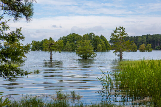 Bald Cypress Trees on Lake Eufaula - Walter F. George Lake, GA