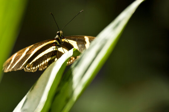 A Zebra Longwing butterfly (Heliconius charitonius) feeds on a flower at the Niagara Butterfly Conservatory in Niagara Falls, On