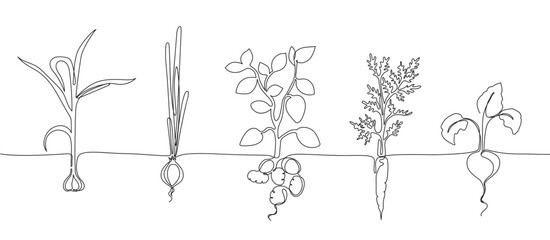 Fototapeta One continuous line vegetable row. Hand drawn growing root crops, organic garlic, onion, potato and carrot veggies vector Illustration obraz