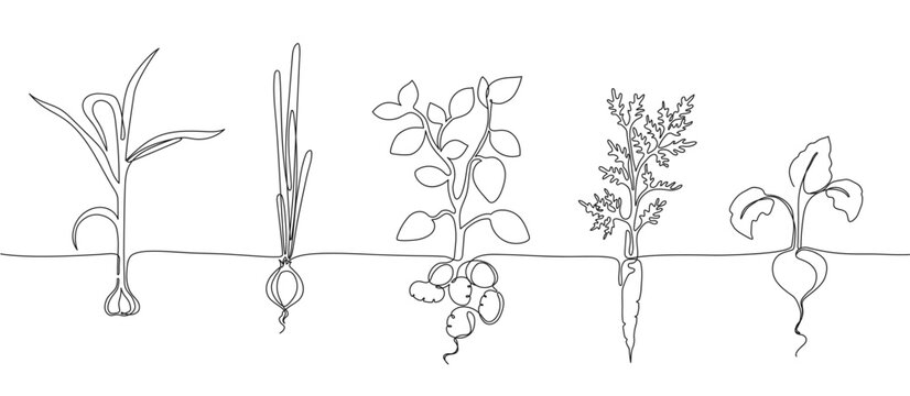 One continuous line vegetable row. Hand drawn growing root crops, organic garlic, onion, potato and carrot veggies vector Illustration