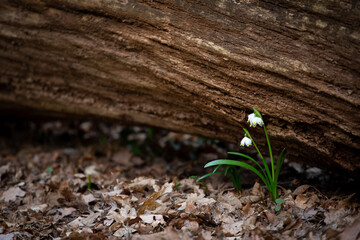 snowdrop in the snow