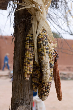 Indian corn used as a decoration
