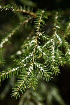 The egg sacks of the Hemlock Woolly Adelgid (Adelges Tsugae) cling to a Carolina Hemlock tree (Tsuga Caroliniana) in Asheville,