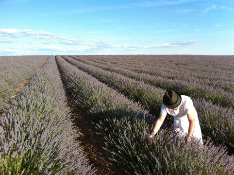 growing lavender field