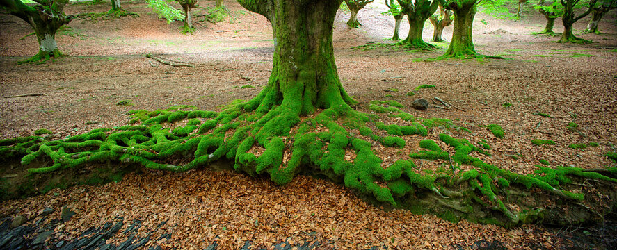 Gorbea Natural Park