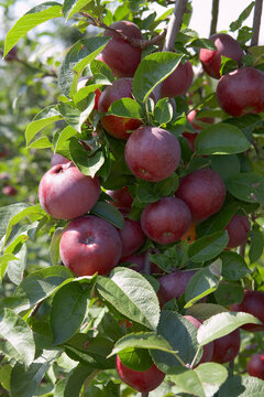 An apple tree at an orchard in Montreal, Canada.