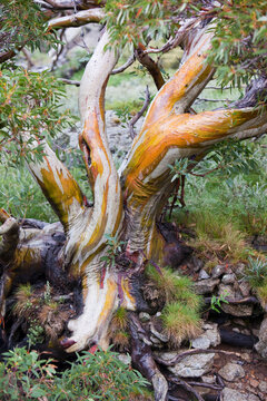 Snow Gum trees in the Snowy Mountains, Australia. These hardy Eucalyptus trees grow very slowly around 5000 feet in the mountains.