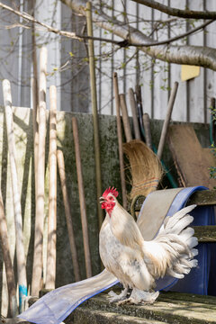 Bantam rooster in barn, Bavaria, Germany