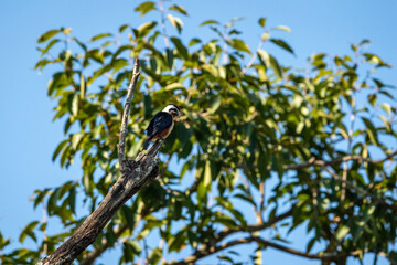 Collared falconet or Microhierax caerulescens closeup perched on tree at dhikala campus of jim corbett national park or tiger reserve uttarakhand india asia