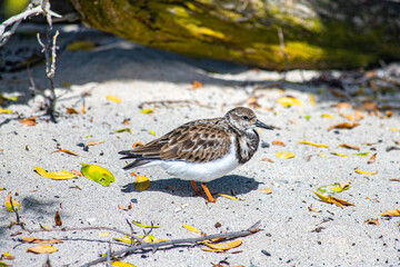 iguana in caribbean atlantic ocean in guadalupe guadeloupe