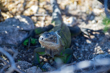 iguana in caribbean atlantic ocean in guadalupe guadeloupe