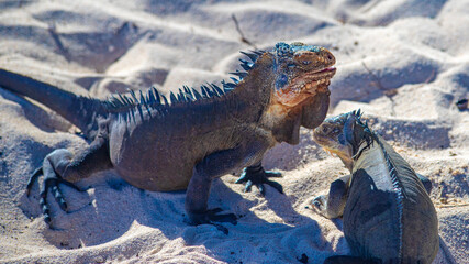 iguana in caribbean atlantic ocean in guadalupe guadeloupe