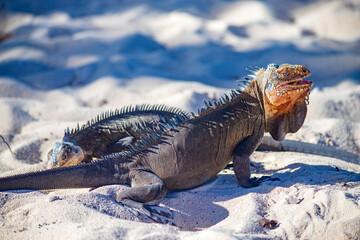 iguana in caribbean atlantic ocean in guadalupe guadeloupe