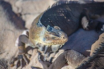 iguana in caribbean atlantic ocean in guadalupe guadeloupe