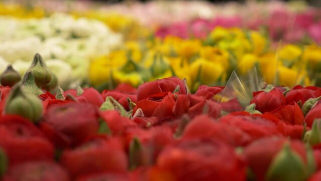 Gros plan de bouquet de fleurs rouge jaune blanche et rose, à vendre sur un marché 
